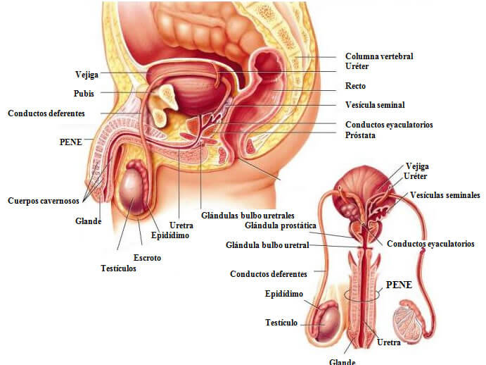 Órganos genitales masculinos, mostrando cada una de sus partes